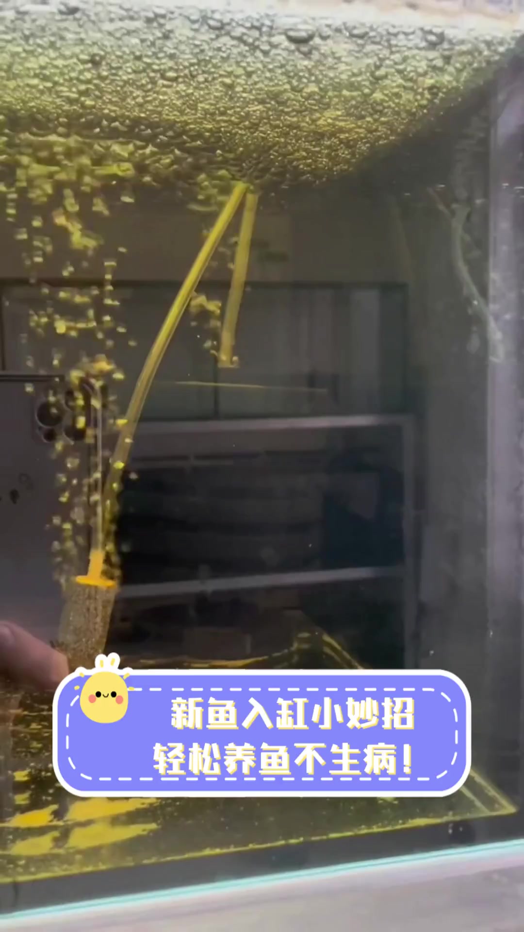 新鱼入缸小妙招,轻松养鱼不生病!