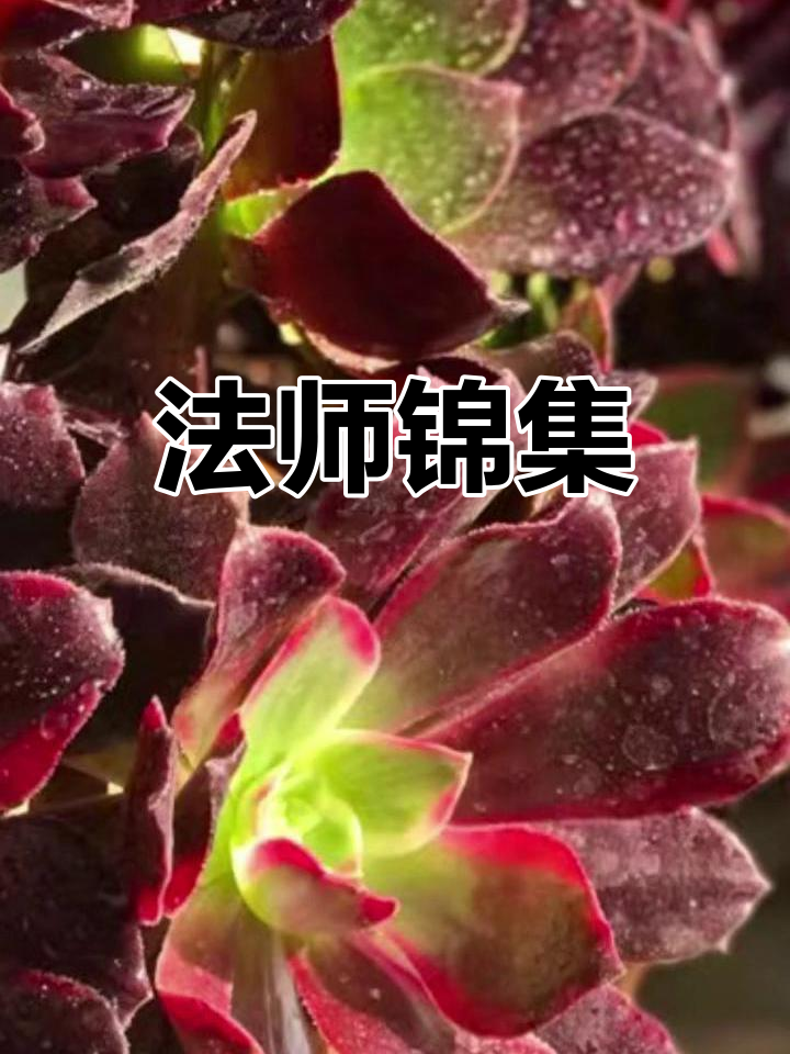 赤霞法师锦,多肉中的珍品,探索每一种的独特魅力与历史