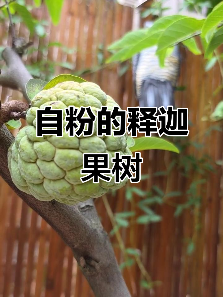 本地释迦果树,无需人工授粉,果实累累的美丽造型