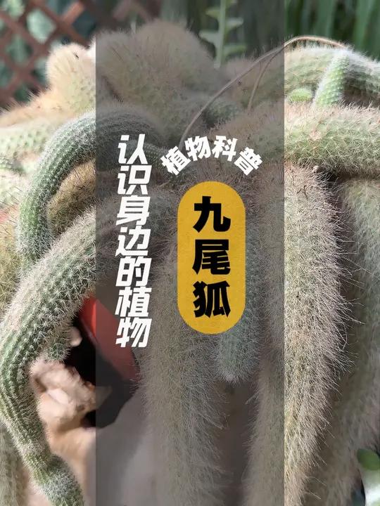 植物科普 I 九尾狐 仙人掌科管花柱属多肉植物,原产玻利维亚,其肉质茎非常柔软,直径约2厘