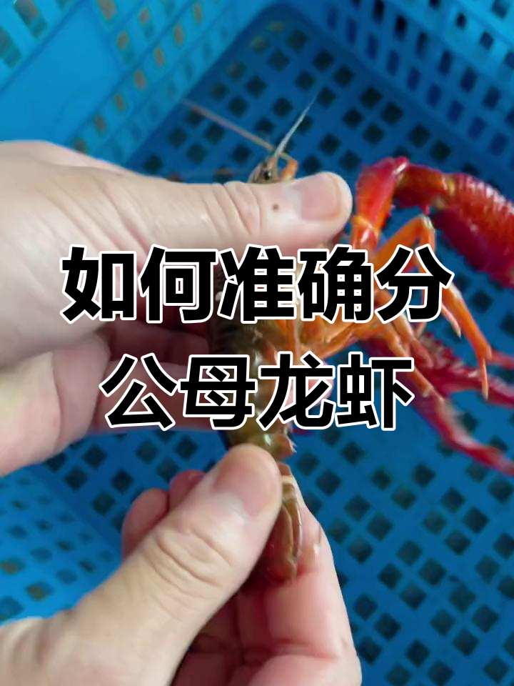 分辨龙虾公母的正确方法,别再只看钳子了