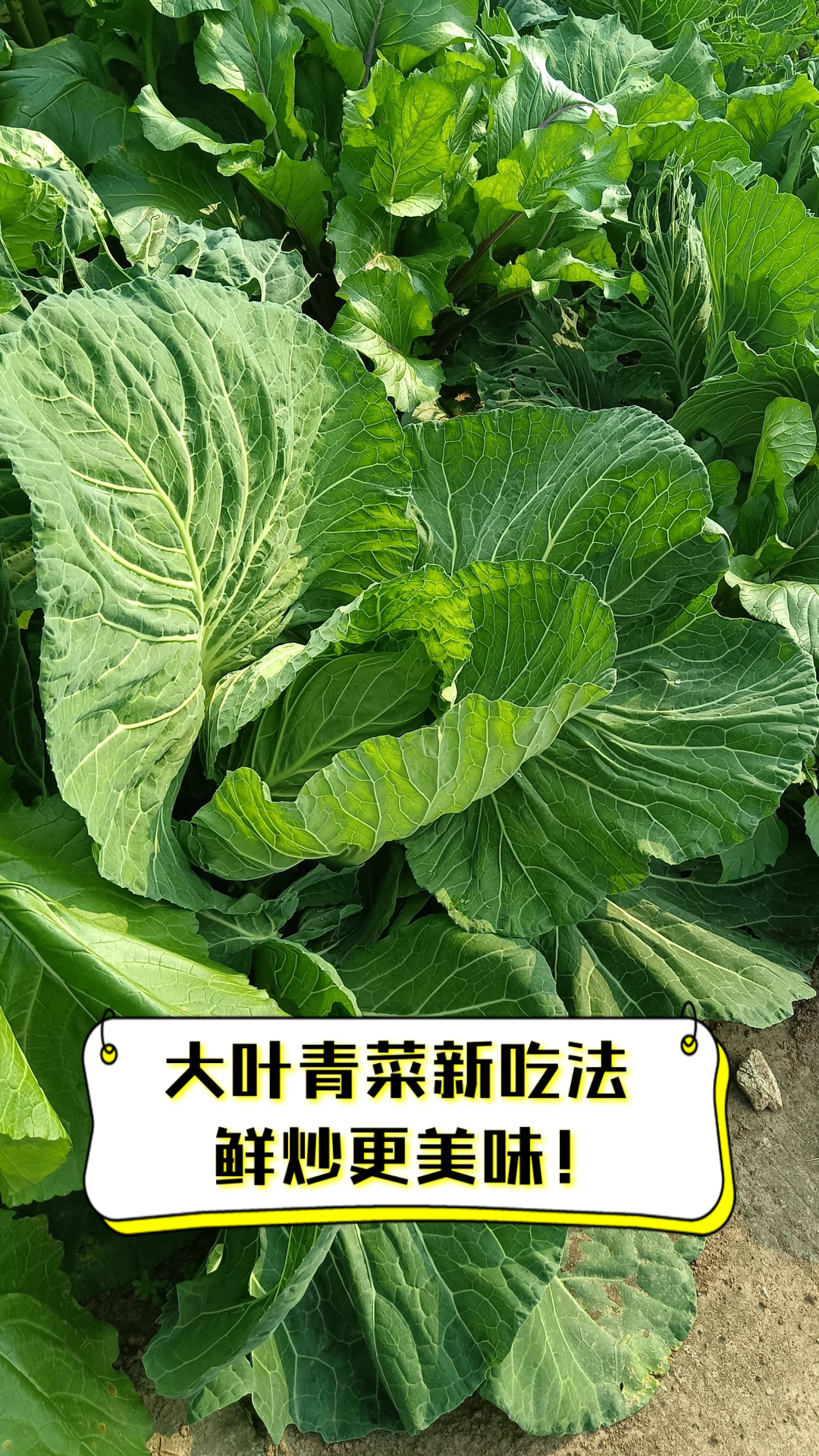 大叶青菜新吃法，鲜炒更美味！