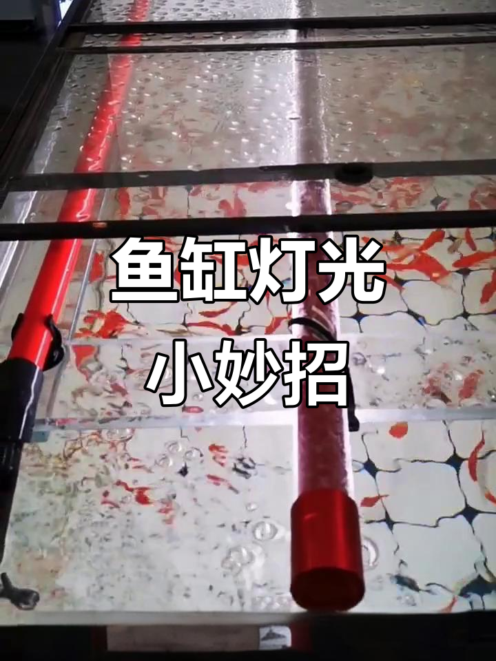1.5米鱼缸,一根灯管轻松搞定!超简单又实用的小技巧