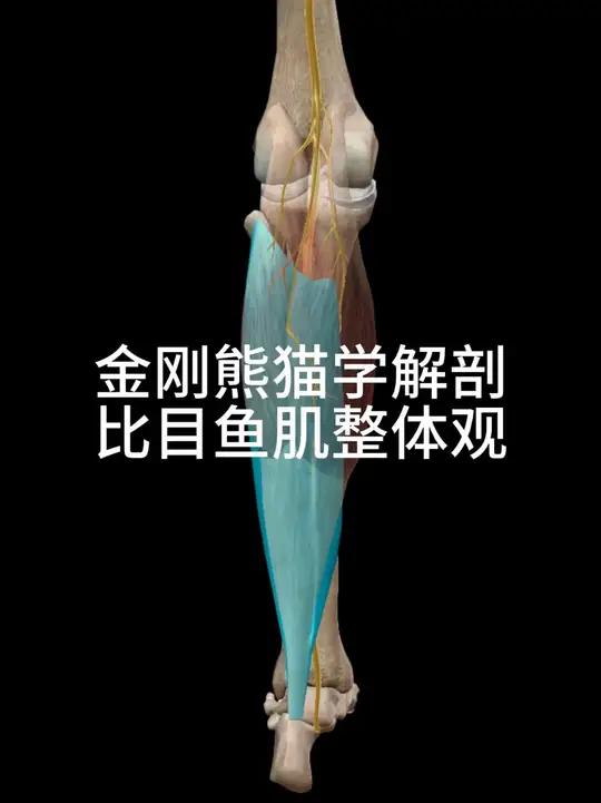 比目鱼肌有短缩,影响的是身体整体结构的异常,并非局部。