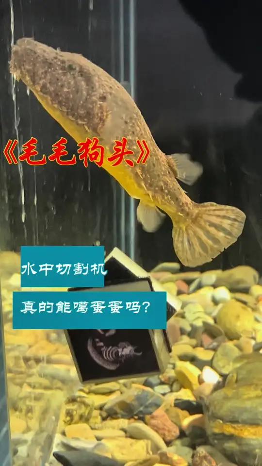 毛狗头鱼最凶猛的小型观赏鱼雷龙鱼狗头鱼 毛毛狗头