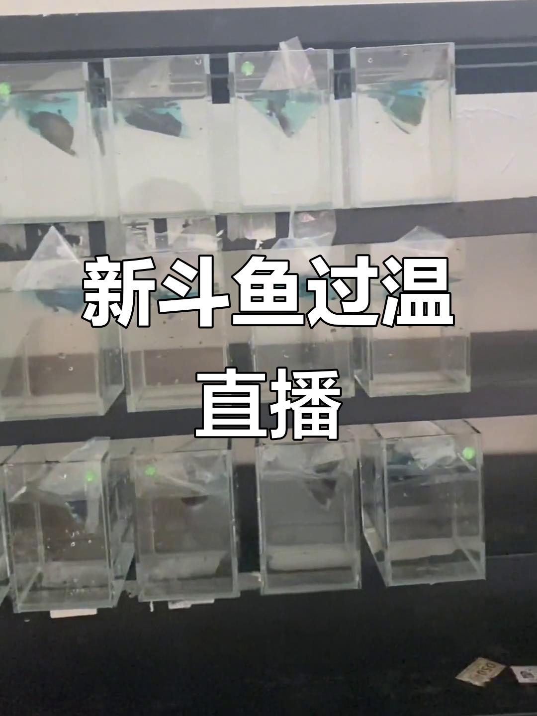 泰国斗鱼新货到,三板鱼带来更多选择