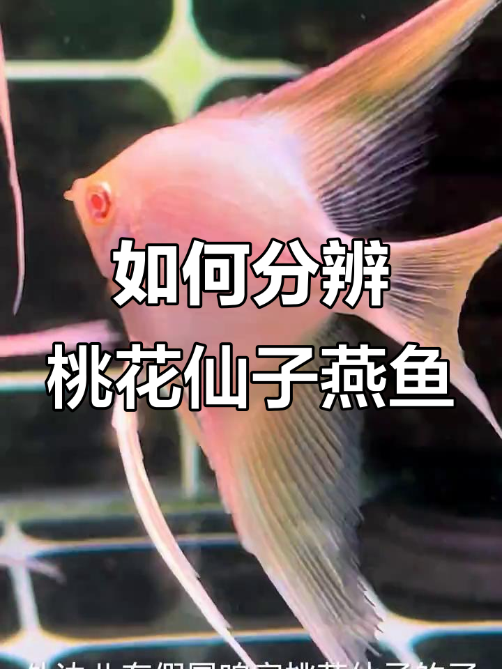 桃花仙子燕鱼真假难辨,三大特点教你辨别真伪