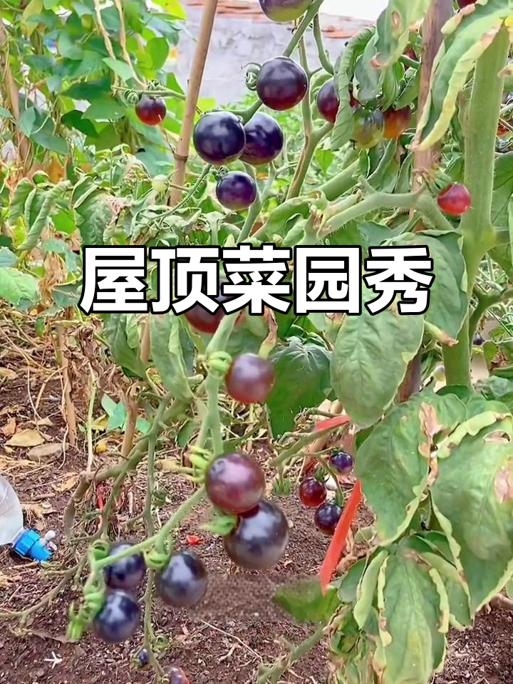 楼顶菜园大比拼,晒出你的种植成果吧!