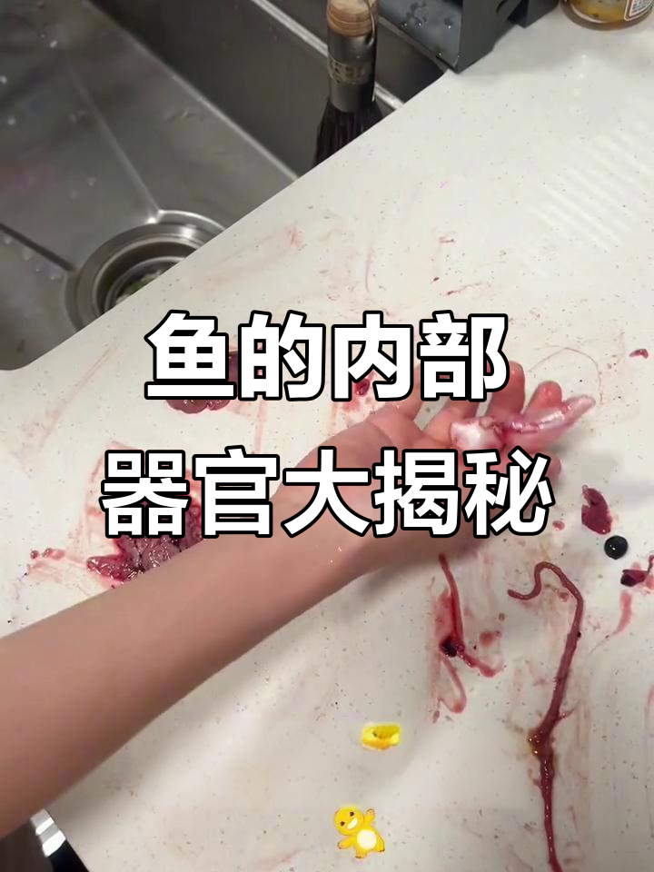 鱼的身体结构揭秘：从心脏到胆囊的详细解析