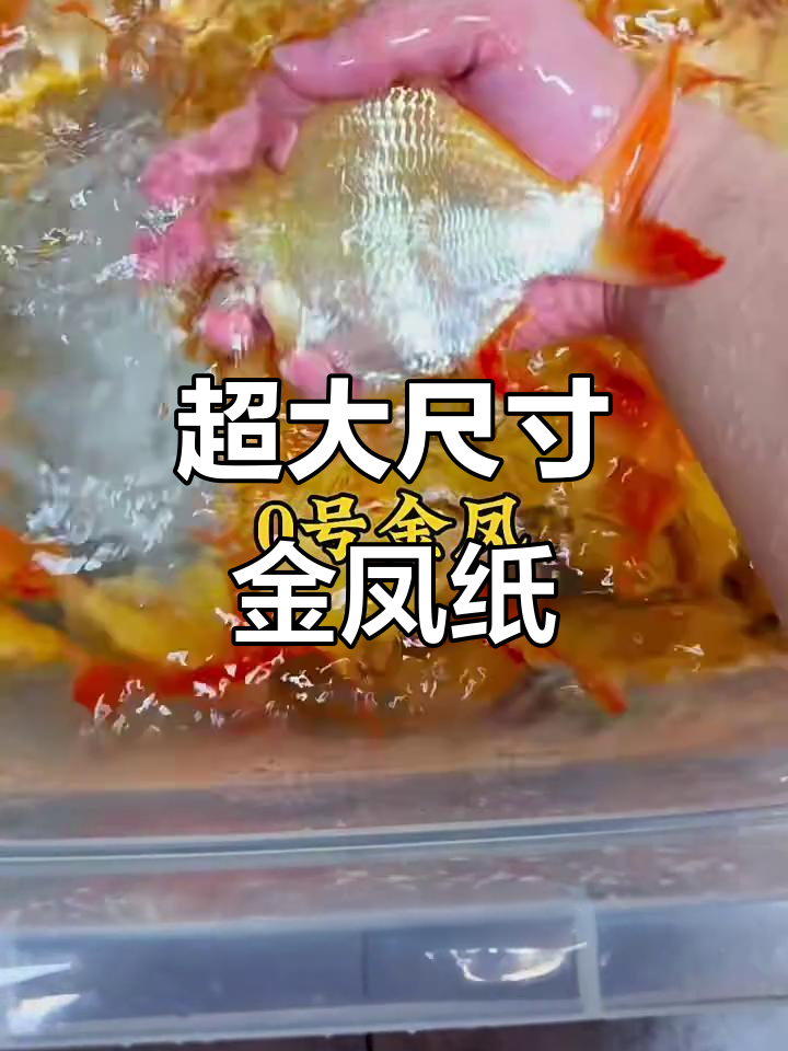 大尺寸金凤元宝纸,搭配龙鱼虎鱼更完美