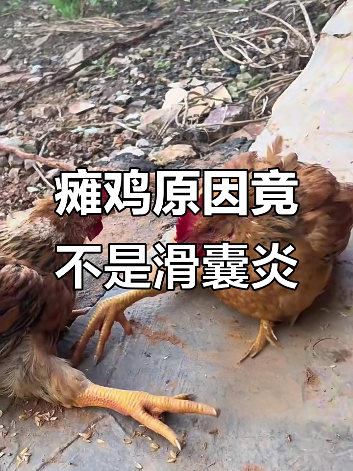 鸡瘫痪不一定是滑囊炎，可能是病毒性肠炎