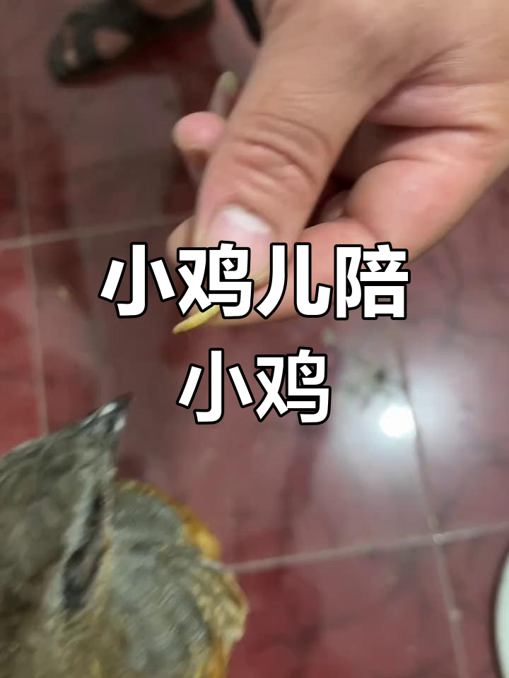 竹鸡养殖日常,小鸡儿陪伴成长