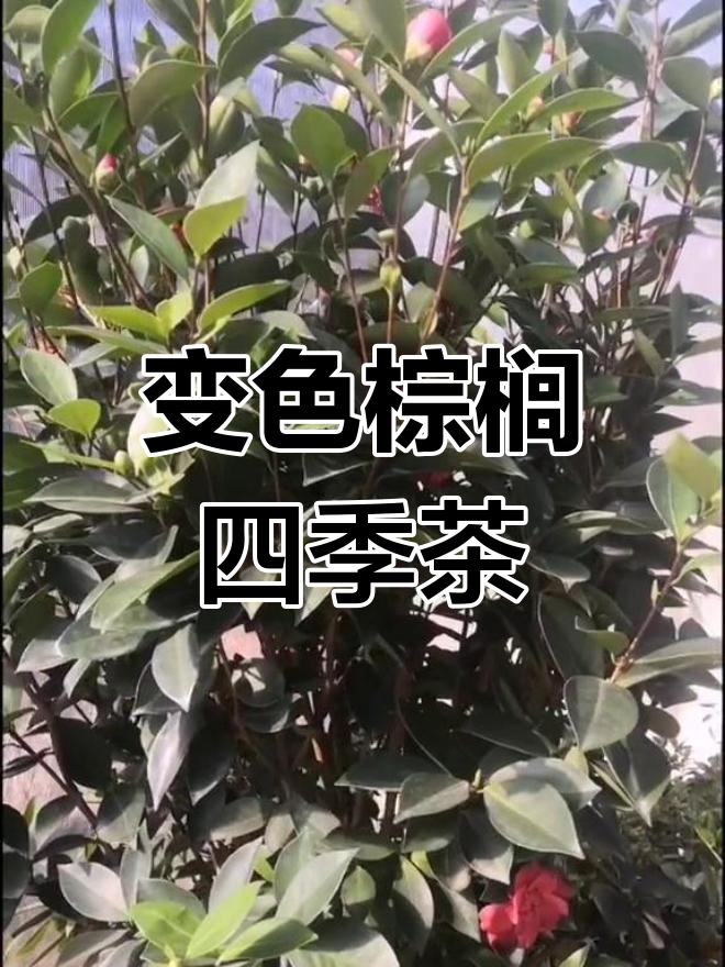 怀金托紫四季茶花,耐热抗晒的中大型花朵