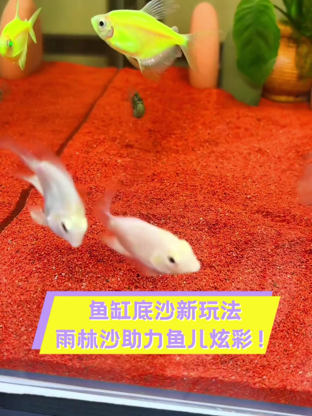 鱼缸底沙新玩法,雨林沙助力鱼儿炫彩!