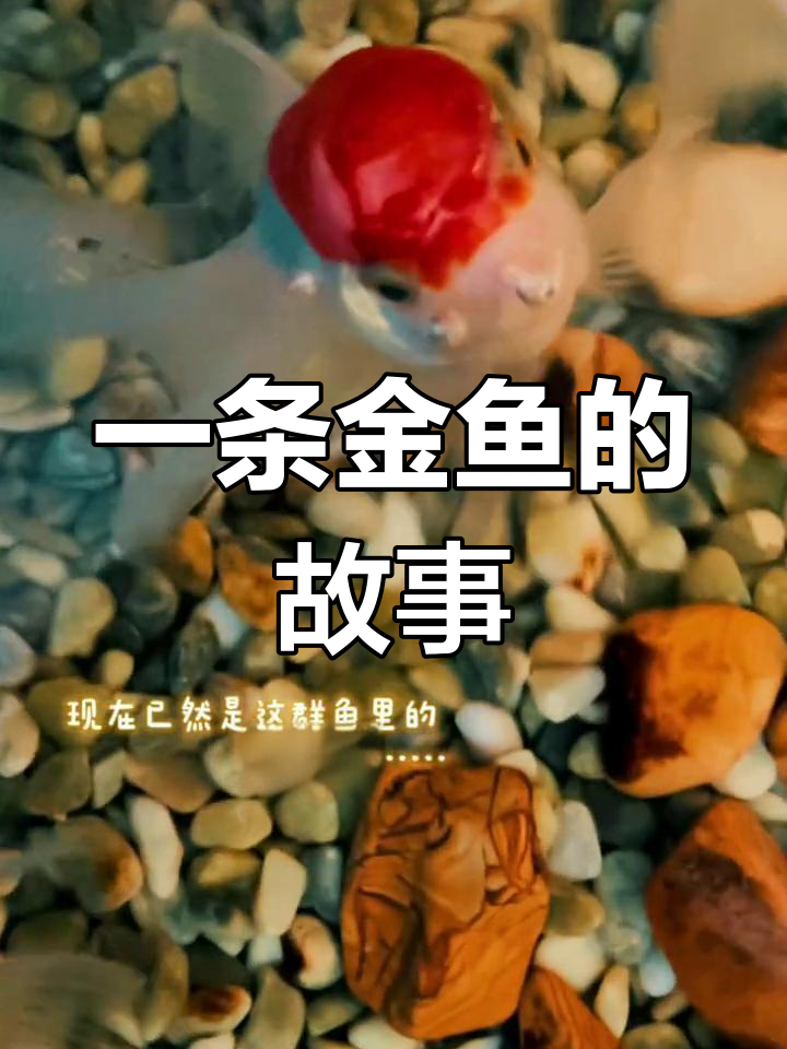 金鱼的真实故事:从水族馆到餐桌的命运
