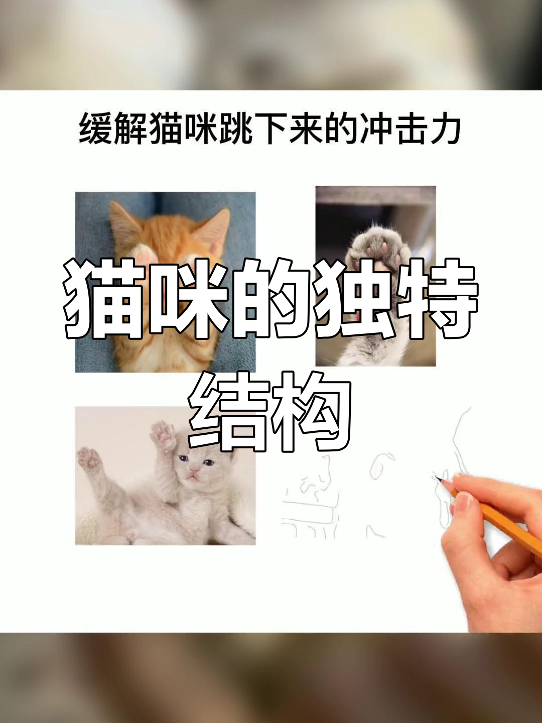 猫咪身体上的三大特殊器官揭秘