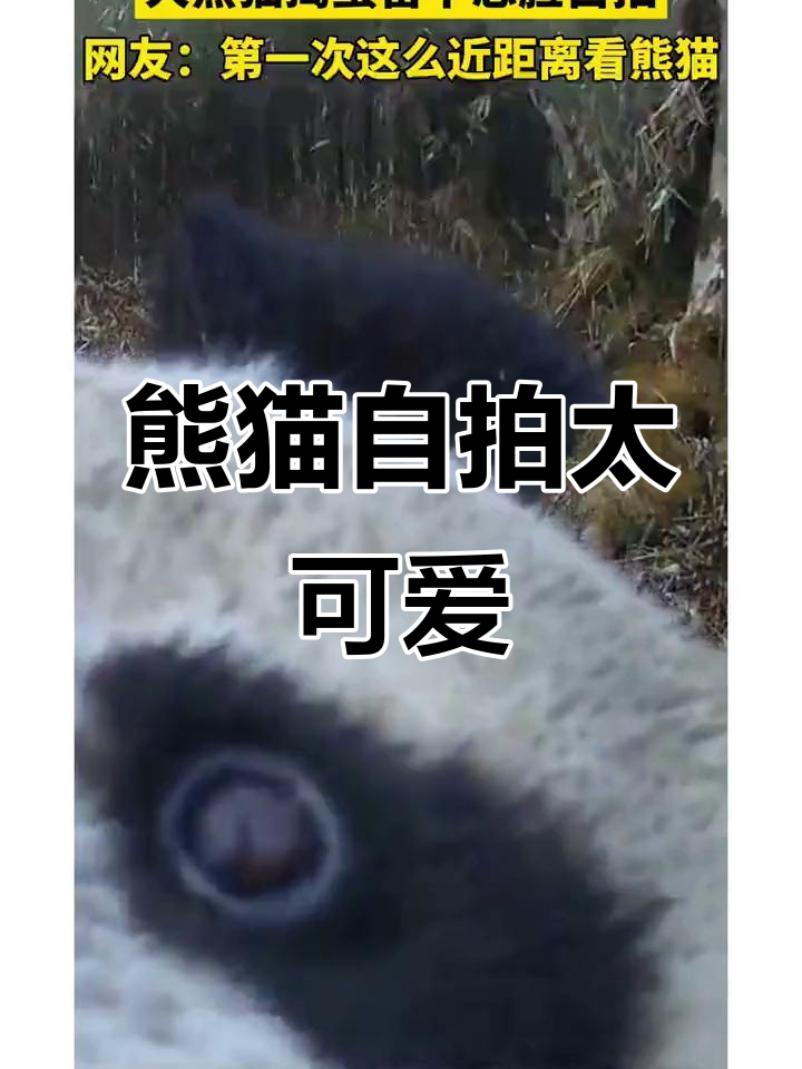 大熊猫晚餐捣蛋,怼脸自拍萌态十足