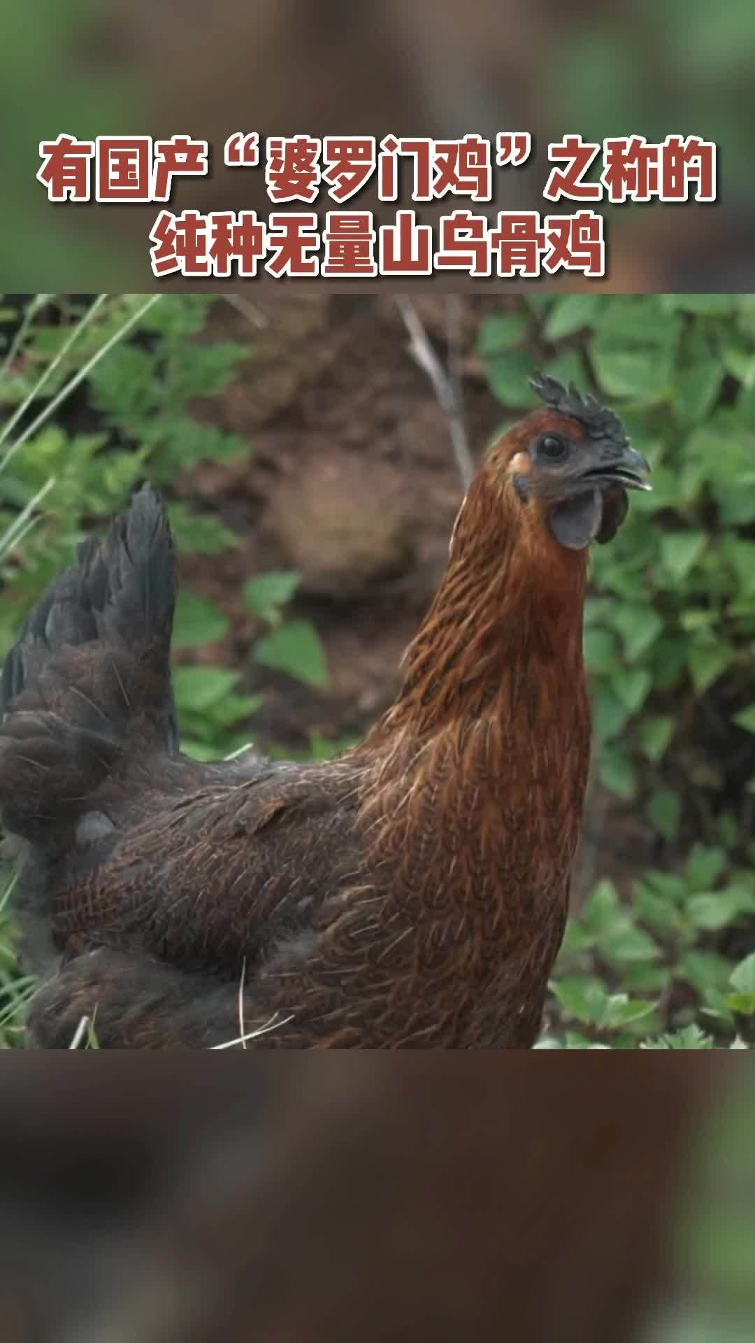 养殖 养鸡 好物推荐 土鸡蛋 无量山乌骨鸡 有国产“婆罗门鸡”之称的纯种无量山乌骨鸡