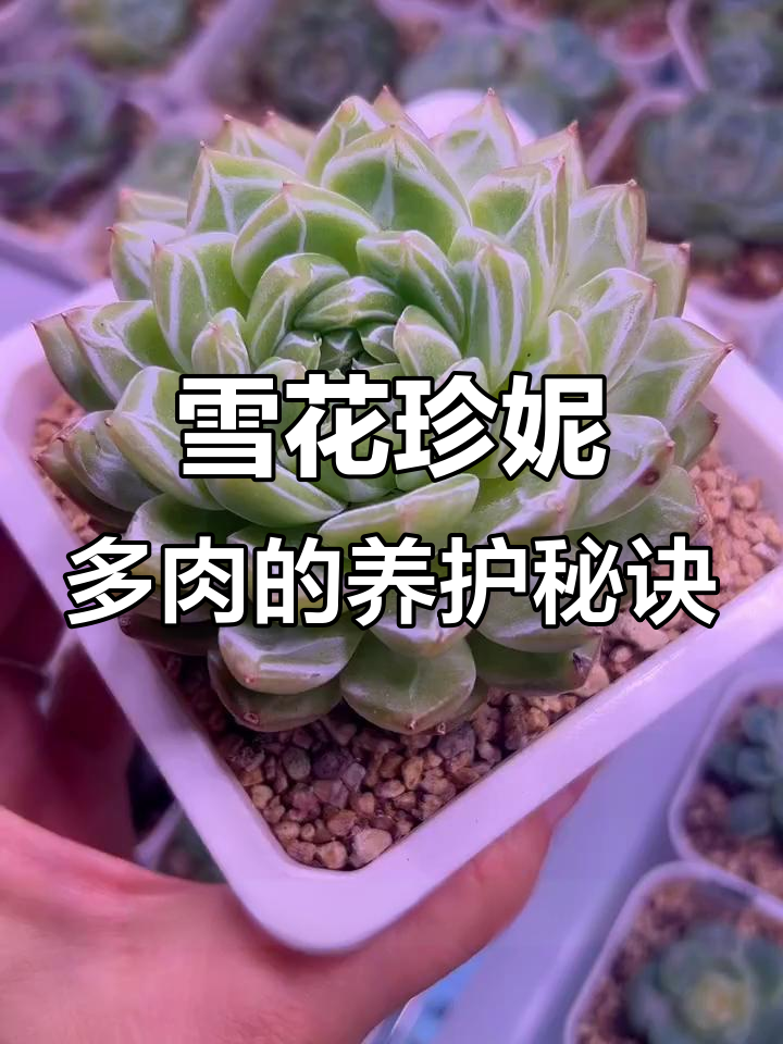 如何让雪花珍妮多肉暗纹更明显?养护技巧全揭秘