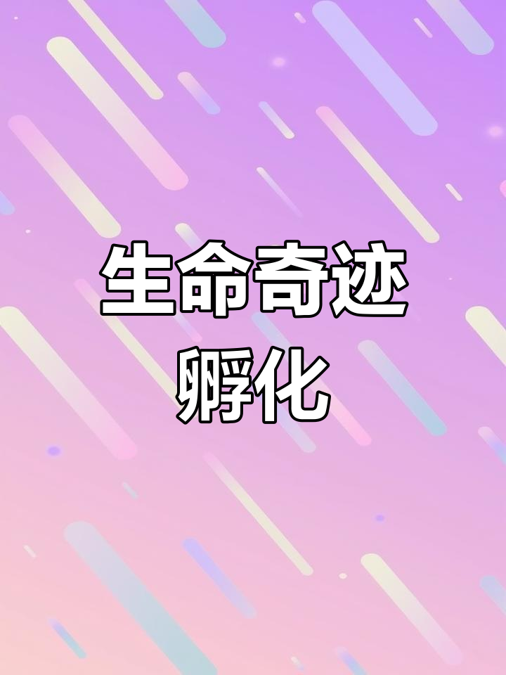 孵蛋大揭秘,乌鸡土鸡杂交实验,见证生命从蛋壳中破出!