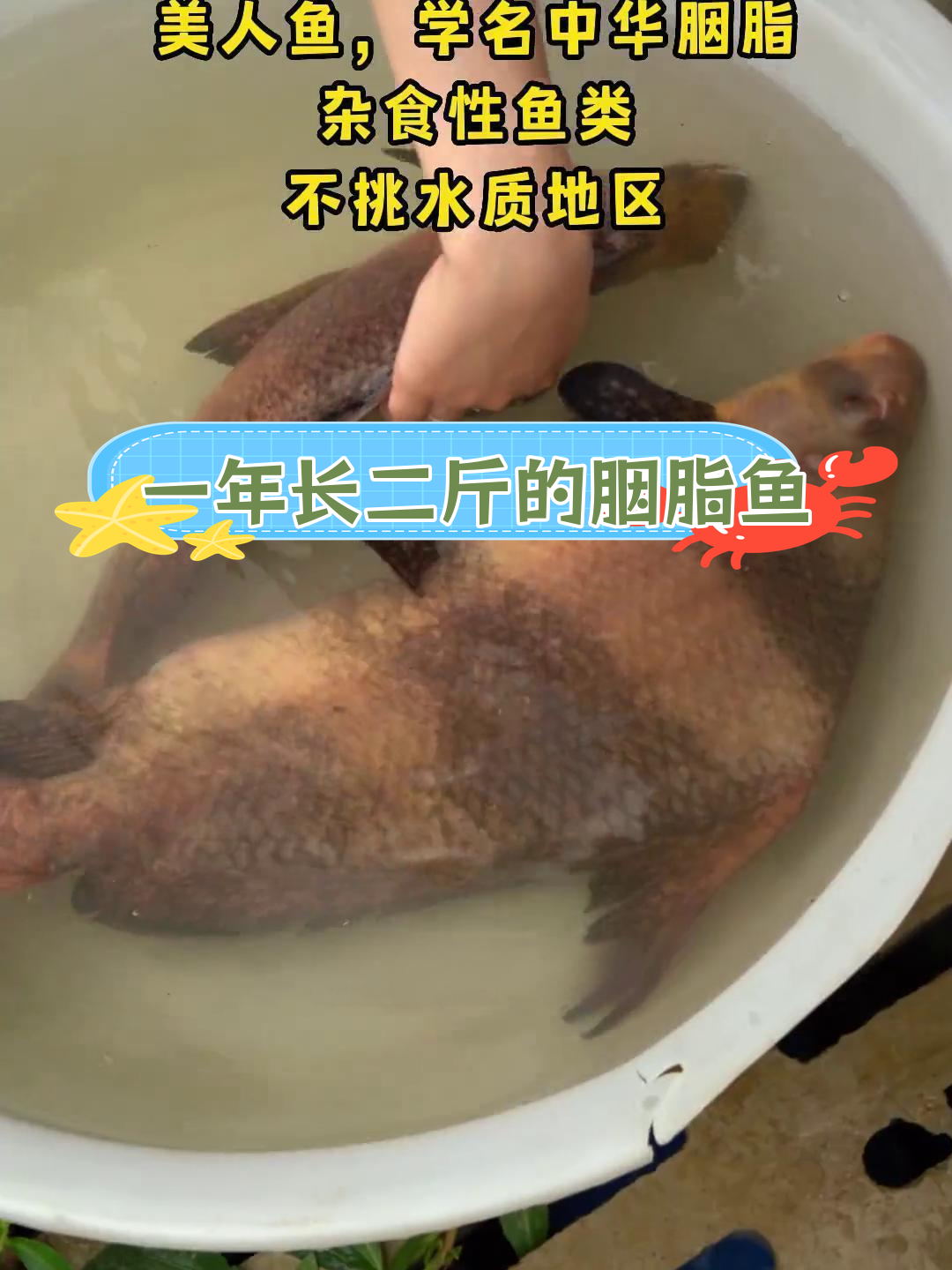 美人鱼鱼的神奇变化,从丑小鸭到胭脂美鱼