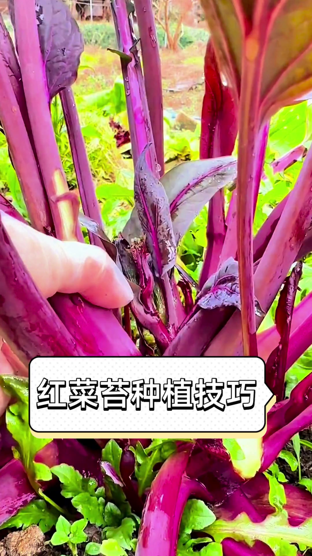 红菜苔种植技巧