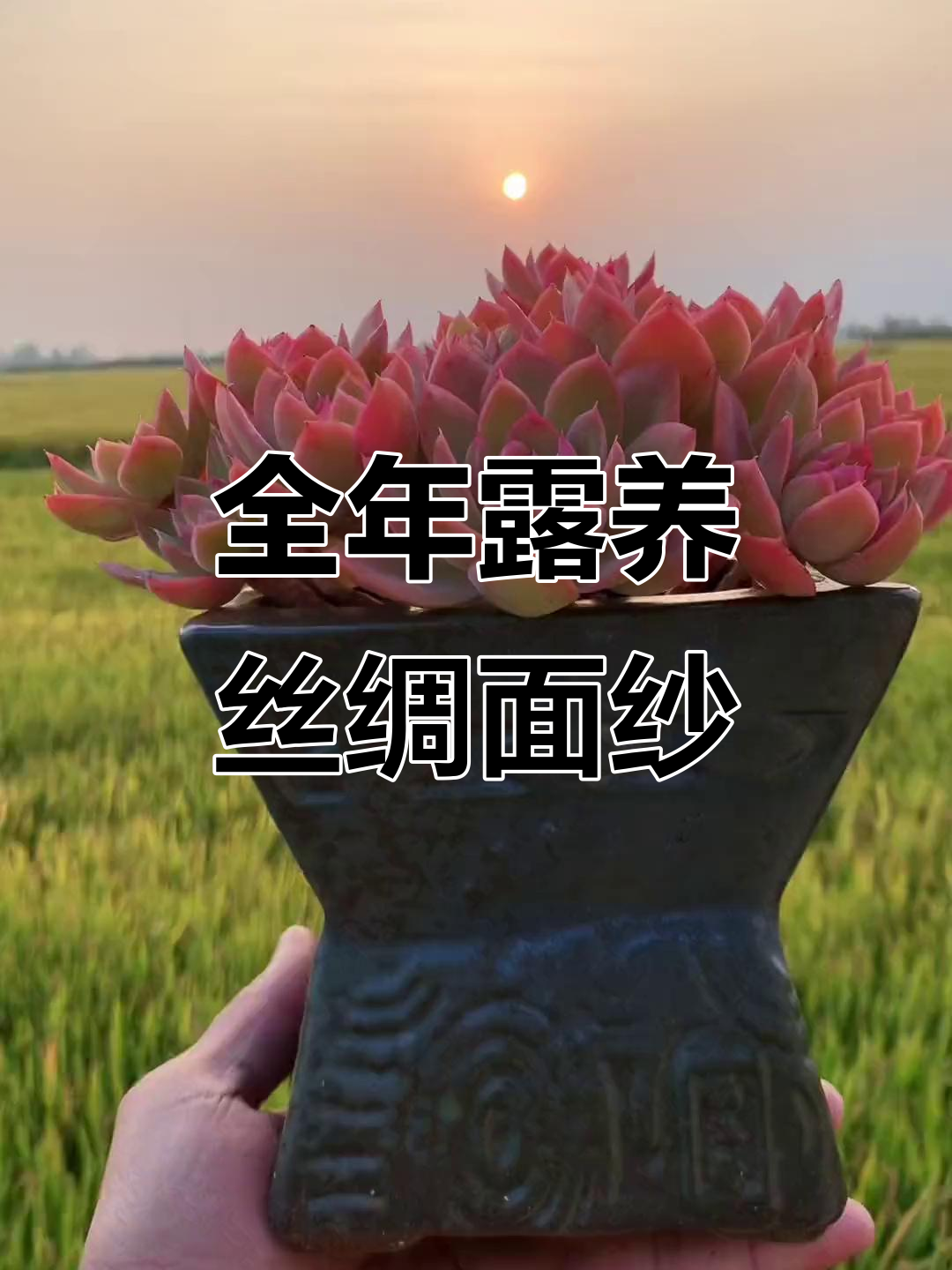 露养多肉,丝绸面纱打造老桩精品