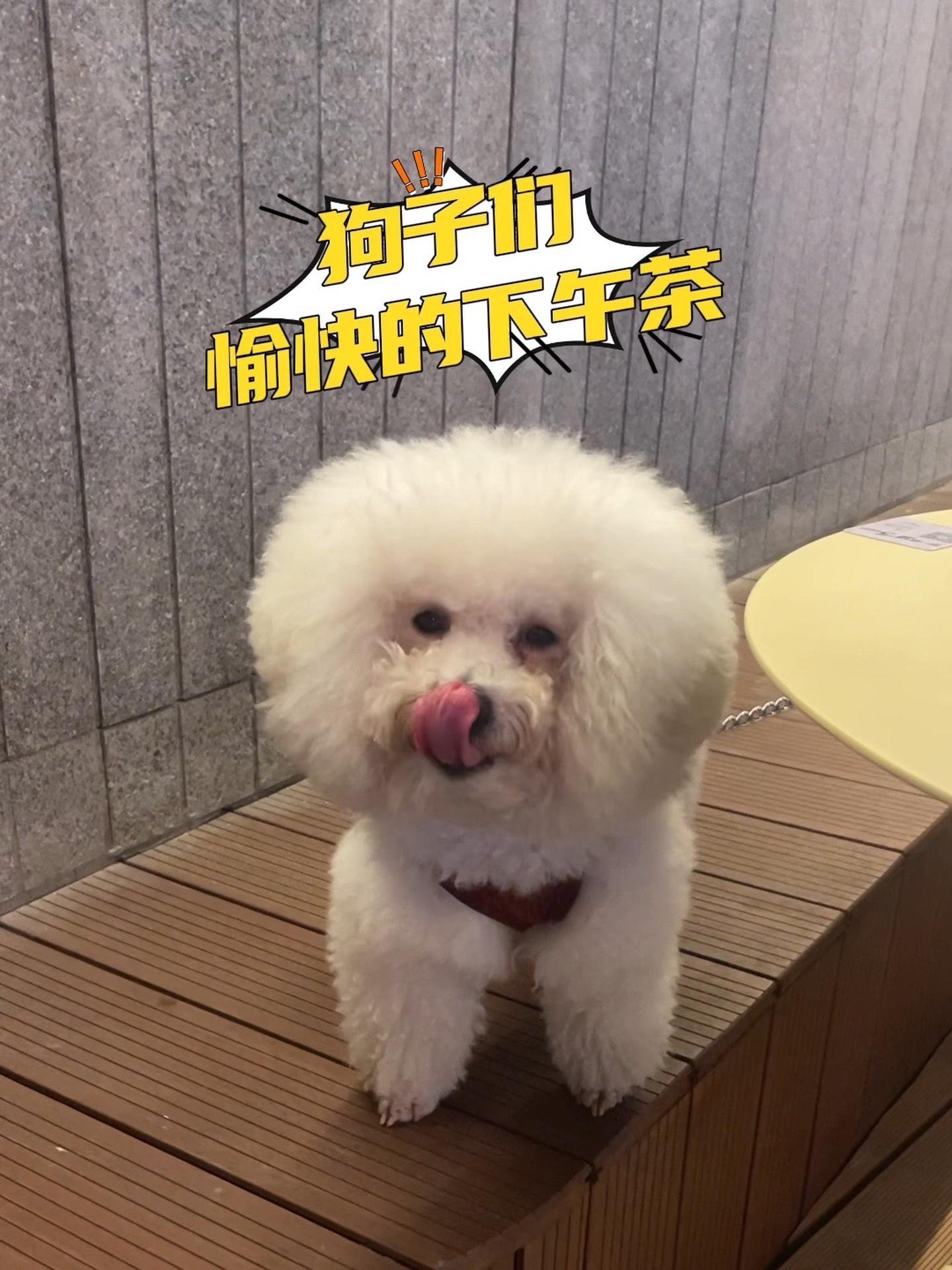 带狗子出门喝下午茶,居然有狗子专属菜单了!太爱这种宠物友好茶吧了!比熊 萌宠出道计划 宠物