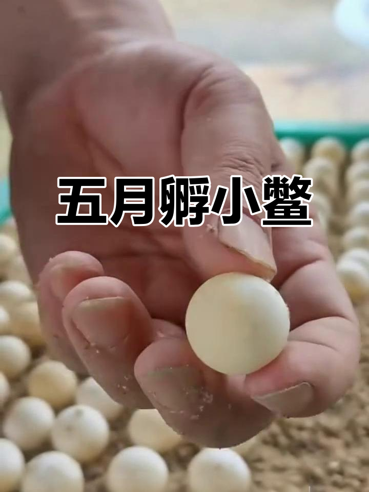 甲鱼蛋孵化全过程，红白分明揭示胚胎发育