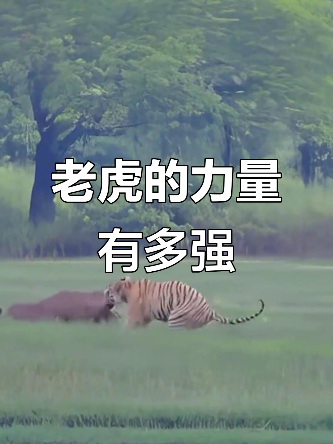 老虎力量惊人,轻松拖动牛和鳄鱼,狮子根本无法与之抗衡