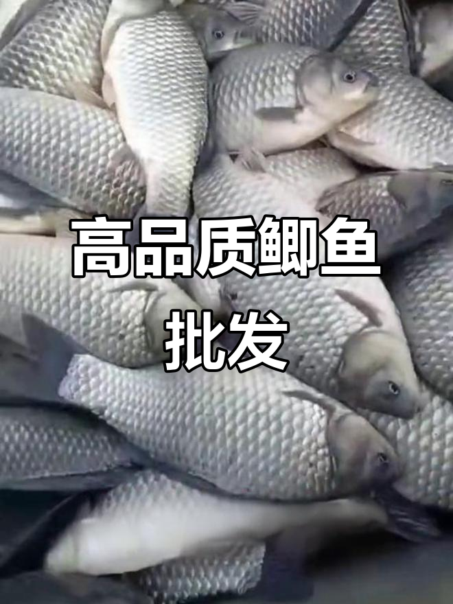 泗阳李口基地鲫鱼:高品质淡水鱼批发,精养塘满满收获