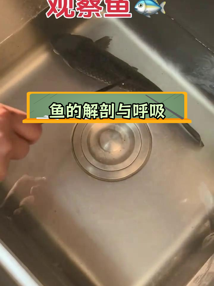 鱼的身体结构与呼吸机制