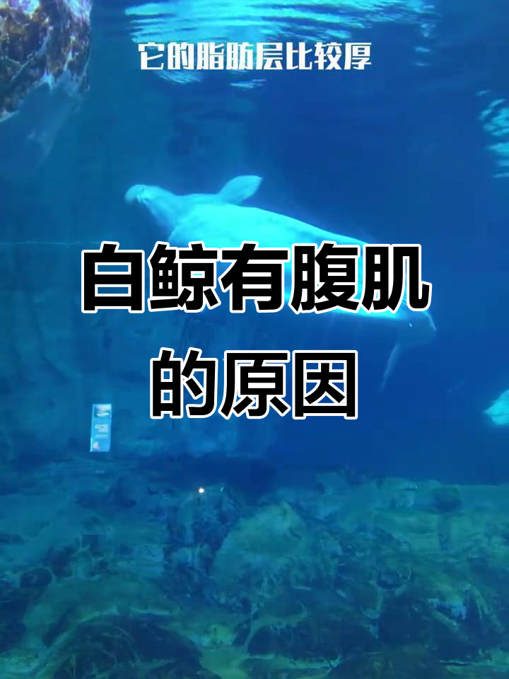 白鲸的腹肌竟然这么发达,原来是这样!