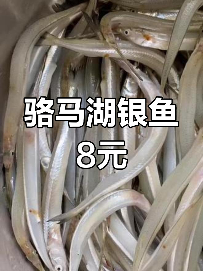骆马湖银鱼8元一斤,市场新鲜到货