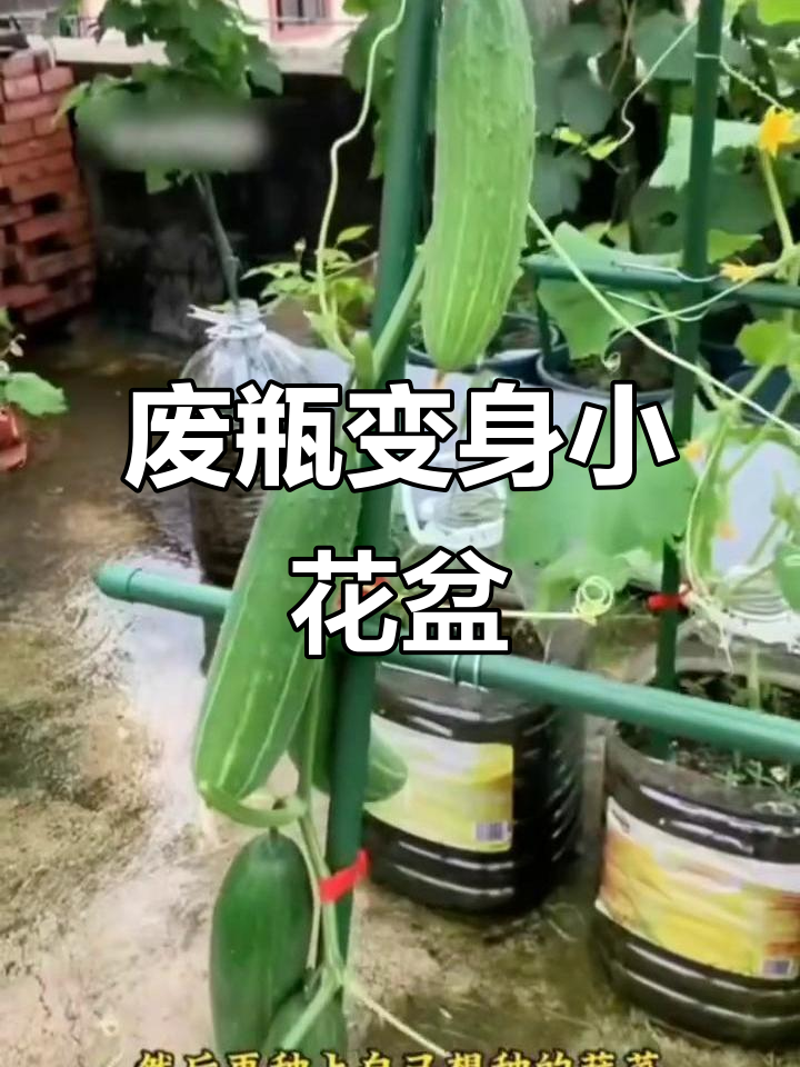 废旧塑料瓶变花盆,种菜种花两不误