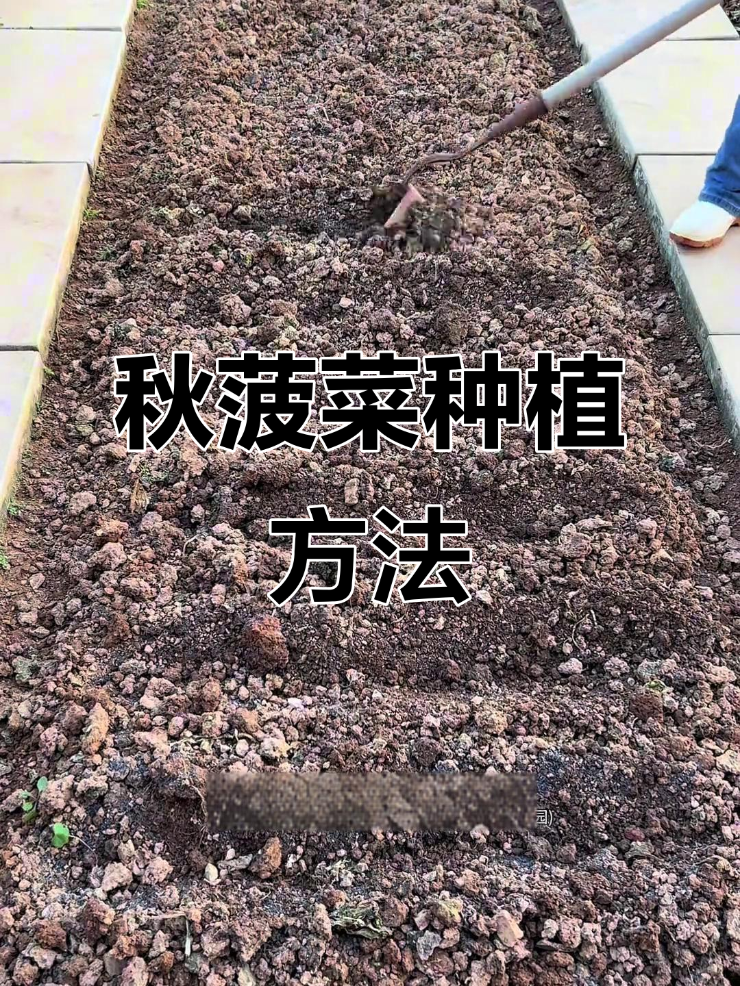 秋季菠菜种植技巧，轻松搞定阳台小院