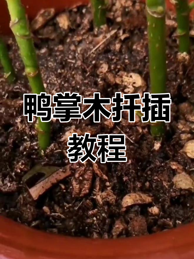 鸭掌木扦插技巧,轻松繁殖招财树