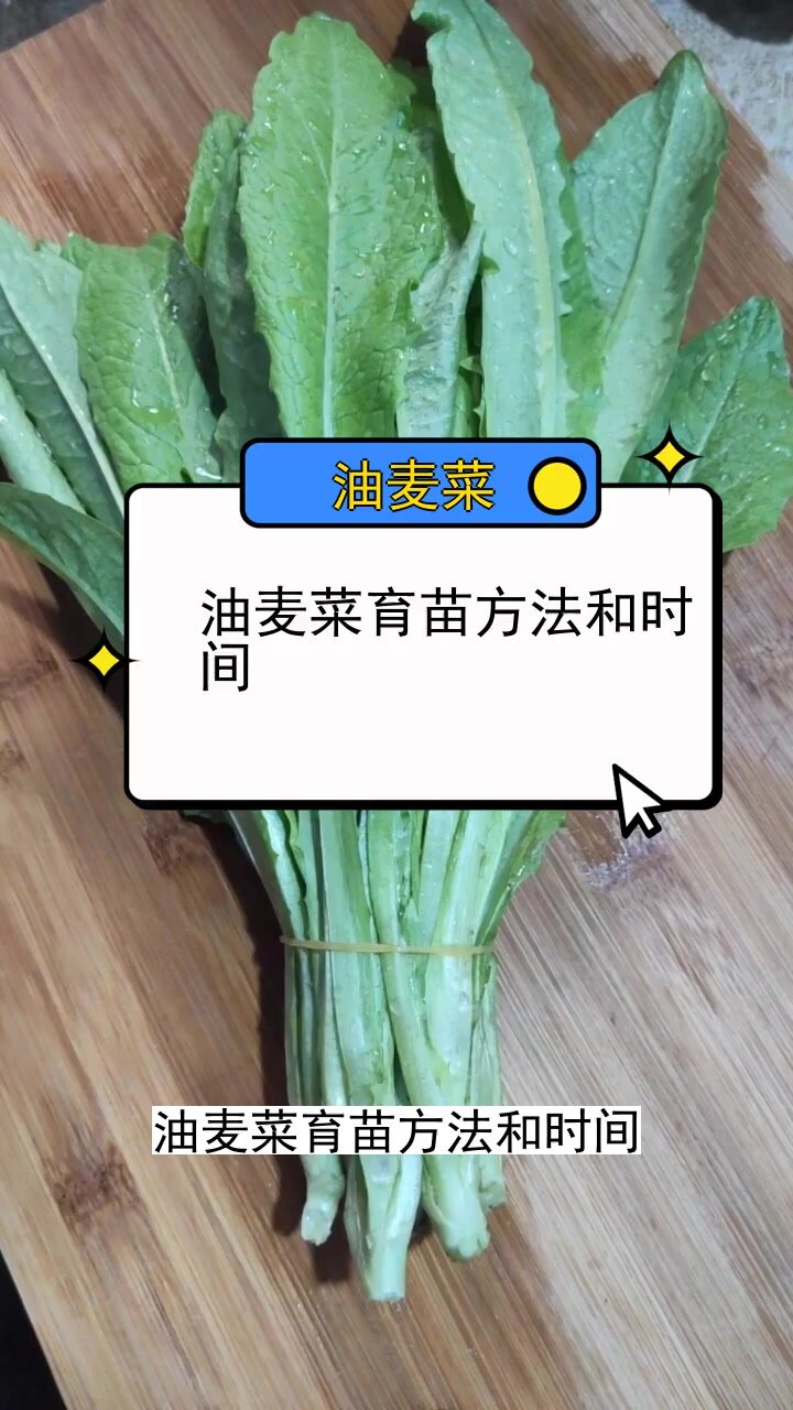 油麦菜育苗方法和时间 三农种植 农业