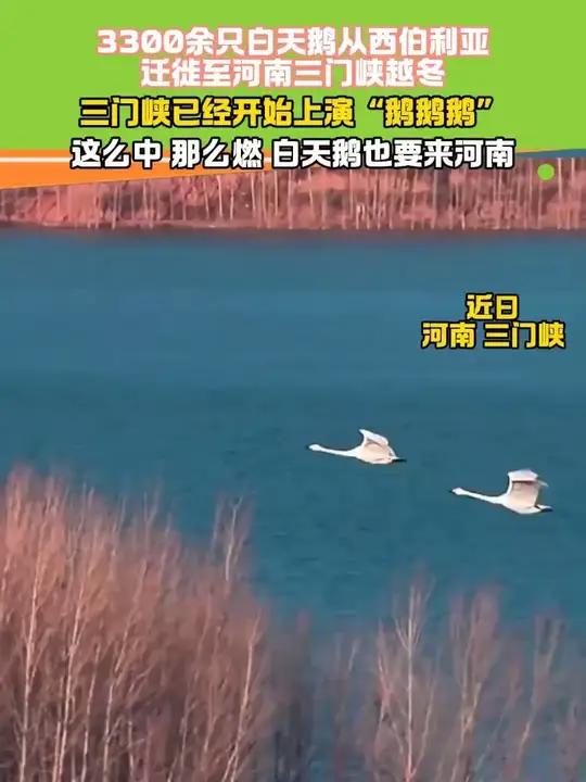 3300余只白天鹅从西伯利亚迁徙至河南三门峡越冬
