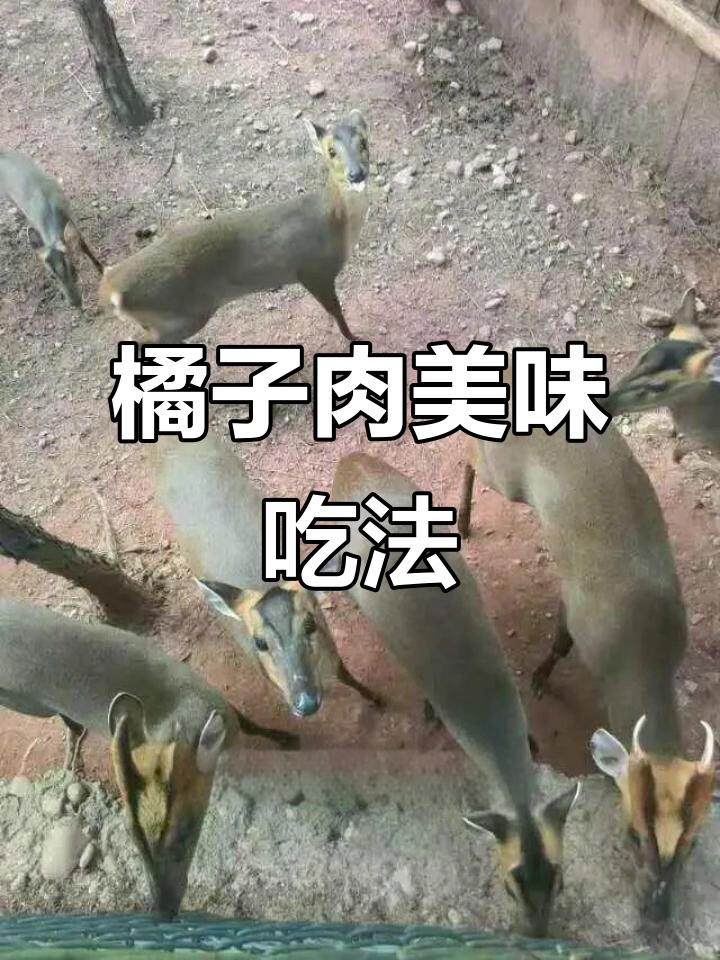 养殖麂子肉的美味做法,滋补美容两不误