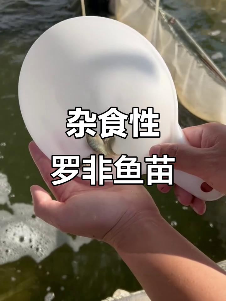罗非鱼苗：杂食性强，耐低养高密度养殖