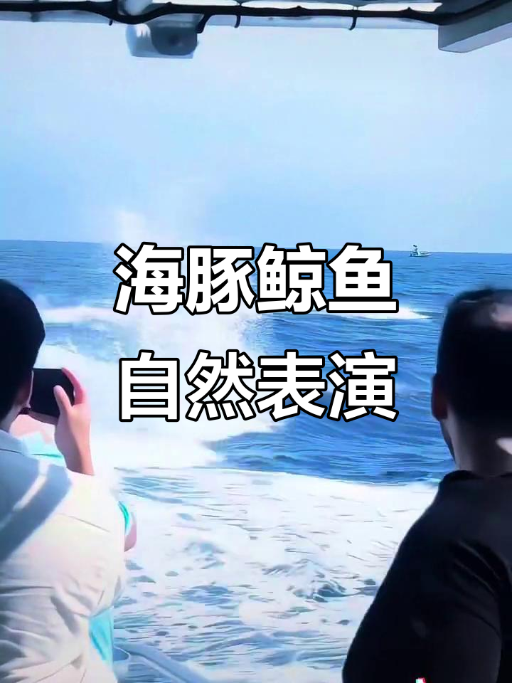 鲸鱼海豚自演“节目”,拒绝动物表演也能看精彩演出