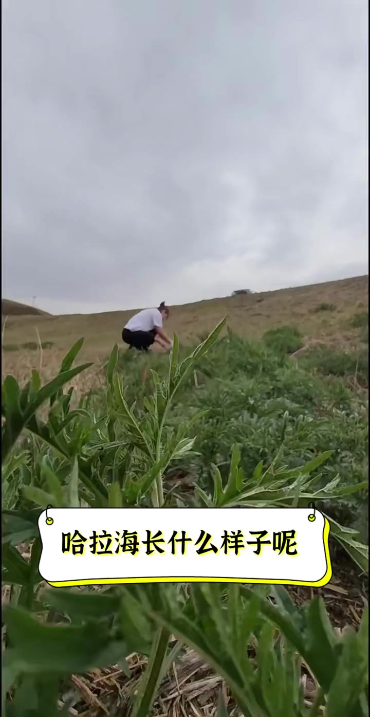哈拉海长什么样子呢