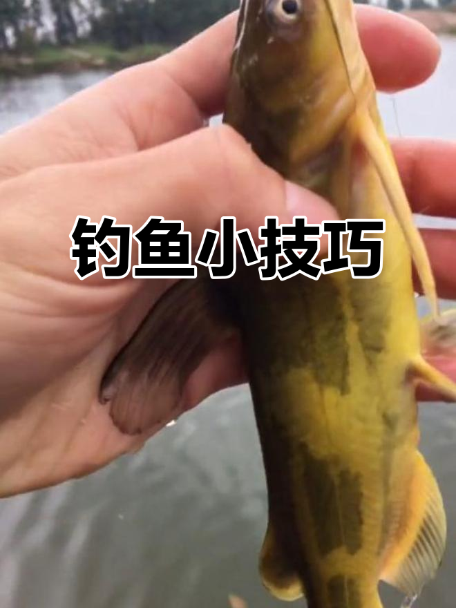 了解鱼的习性,钓鱼更轻松!黄骨鱼最爱哪种饵料?