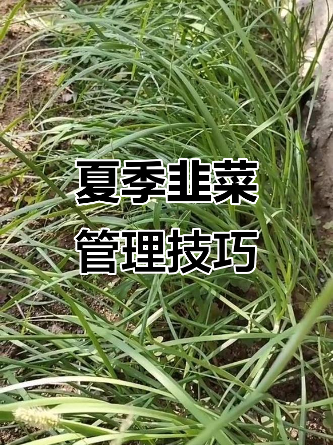 夏季韭菜管理全攻略，避免病害倒伏