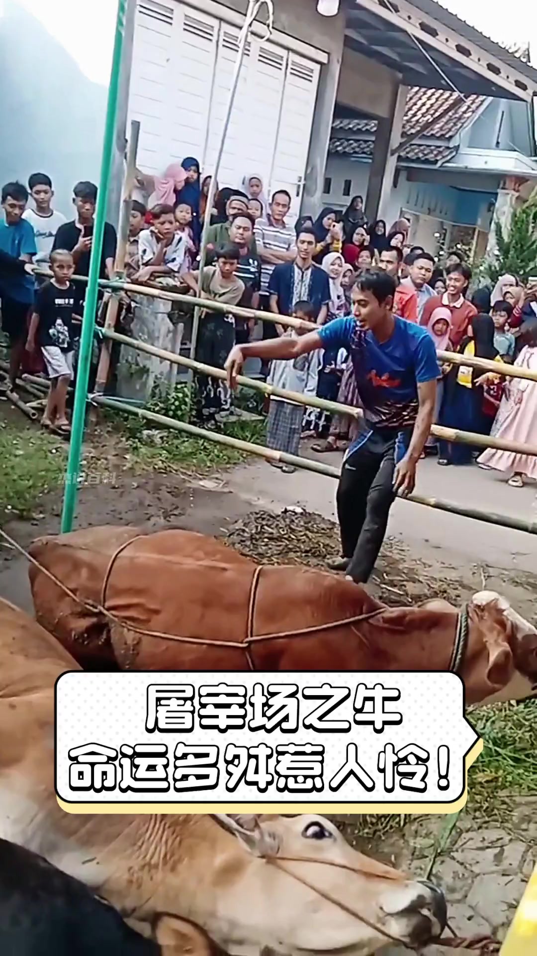 屠宰场之牛,命运多舛惹人怜!