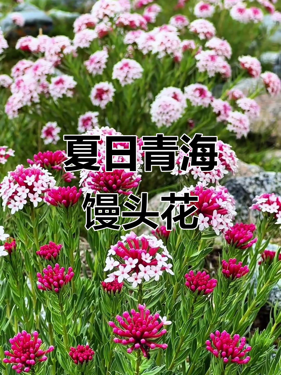 青海盛夏美景,馒头花绽放满山遍野