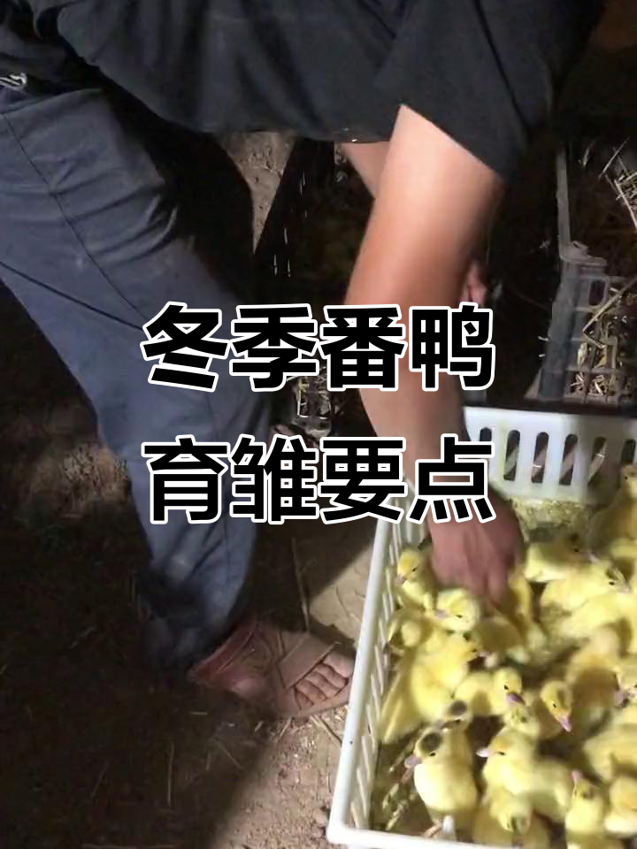 冬季番鸭育雏技巧,能行吗?
