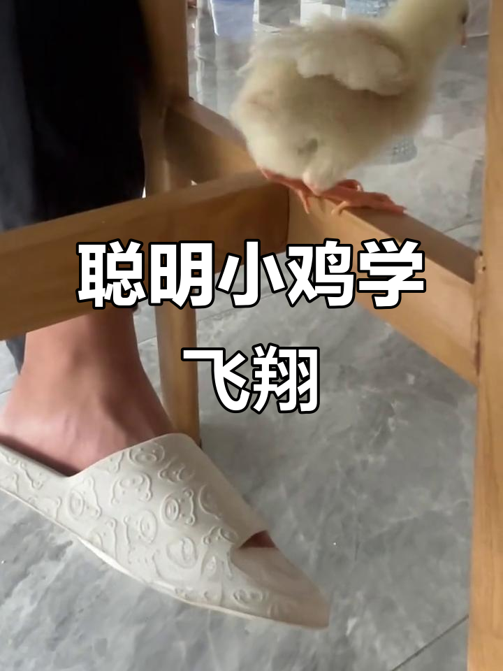 小鸡翅膀超强，竟然能飞这么远！