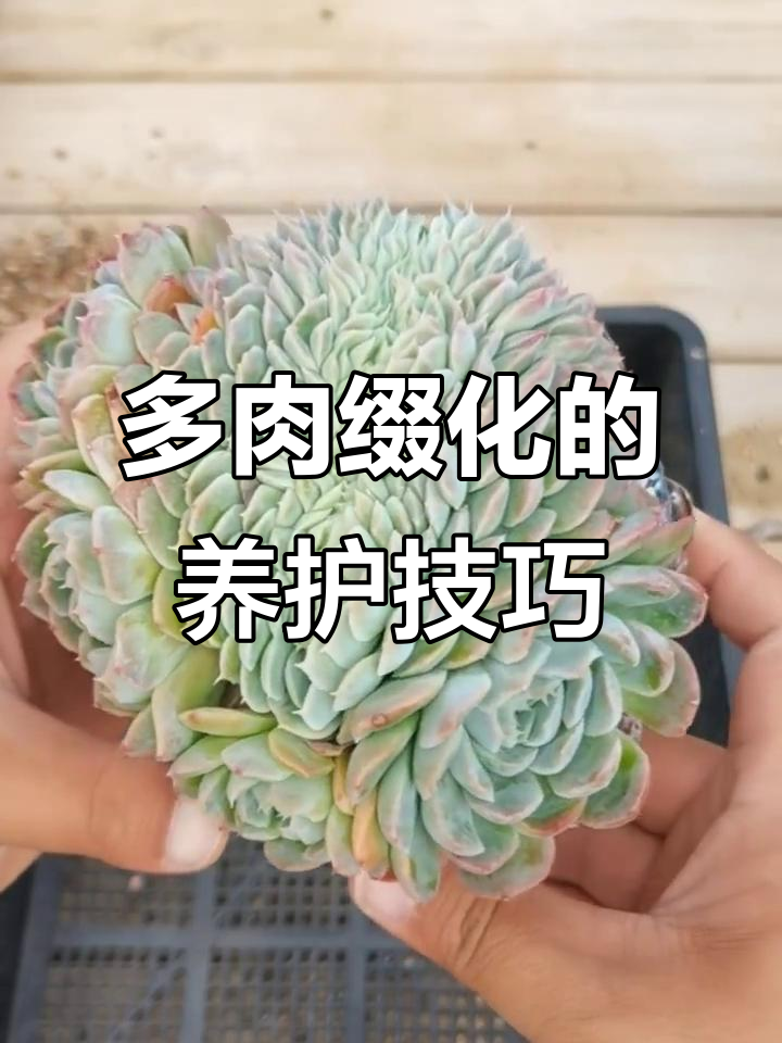 什么是多肉缀化？如何养护才能让它更健康